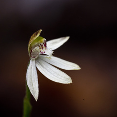 Caladenia minor