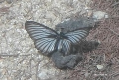 Aldania raddei