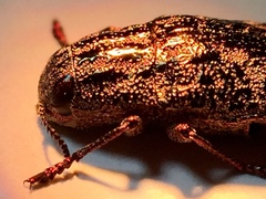 Dicerca pugionata