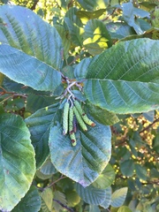 Dicerca pugionata