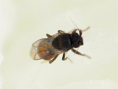 Bromeloecia winnemana