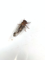 Yoyetta spectabilis
