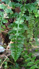 Asplenium cuneatiforme