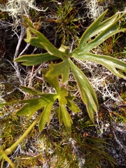Ranunculus verticillatus