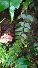 Asplenium cuneatiforme