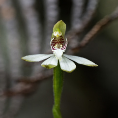 Caladenia minor
