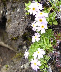 Primula concinna