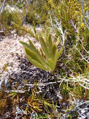 Ranunculus verticillatus