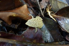 Plethodontohyla notosticta