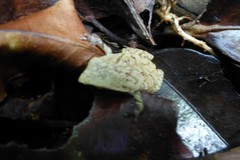 Plethodontohyla notosticta