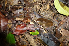 Plethodontohyla notosticta