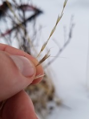 Helictochloa hookeri