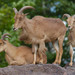 Aoudad - Photo (c) Jacques Pinette, some rights reserved (CC BY-NC-ND)