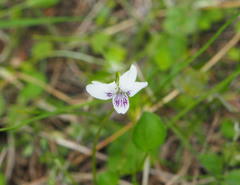 Viola lyallii