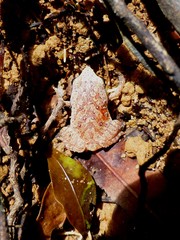 Plethodontohyla notosticta