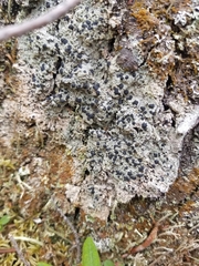 Tephromelataceae