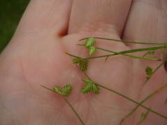Isolepis levynsiana