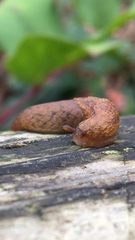 Prophysaon foliolatum