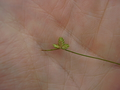 Isolepis levynsiana
