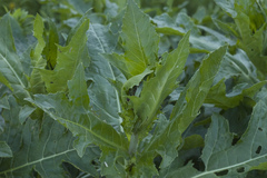 Cirsium sychnosanthum