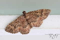 Disclisioprocta stellata