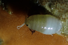 Cymothooidea