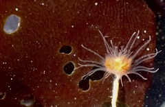 Ectopleura