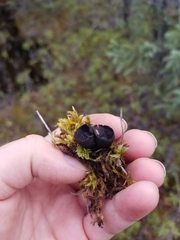 Urnula