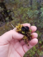 Urnula