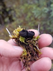 Urnula