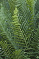Dryopteris oreades