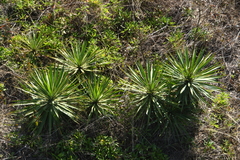 Yucca gloriosa image