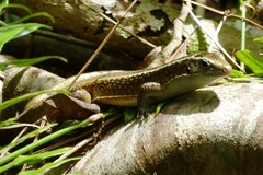 Zonosaurus madagascariensis