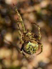 Cryptaranea subcompta