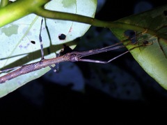 Paramarmessoidea annulata