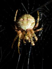 Cryptaranea atrihastula