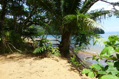 Zonosaurus madagascariensis