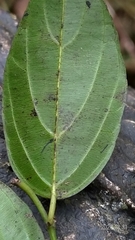 Ventilago leiocarpa
