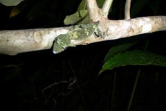 Uroplatus