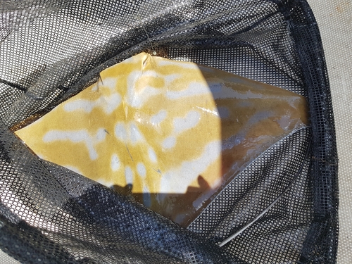 Australian bull ray (Myliobatis australis) — Myliobatidae