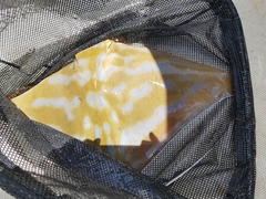 Southern Eagle Ray