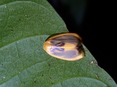 Trischalis subaurana