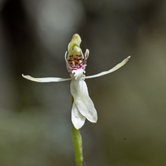 Caladenia minor