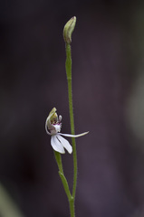 Caladenia minor