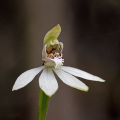 Caladenia minor
