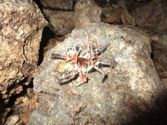 Cordyceps caloceroides