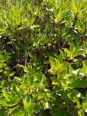 Traversia baccharoides