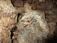 Cordyceps caloceroides