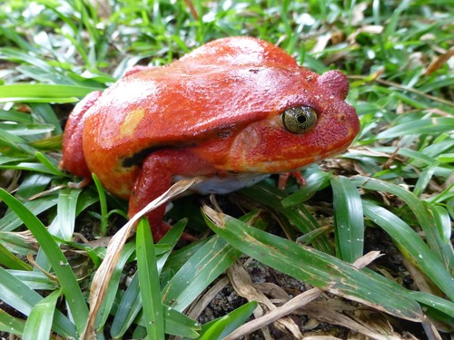 Tomato Frog