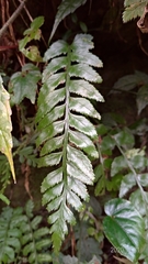 Asplenium wrightii